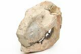 Fossil Running Rhino (Hyracodon) Partial Skull - Wyoming #216118-1